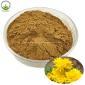 100% natural herbal chrysanthemum plant extract